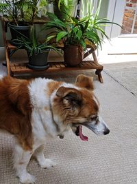 Dog resting on floor at home