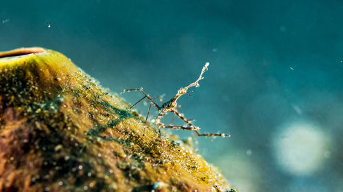 Close-up of insect on sea shore