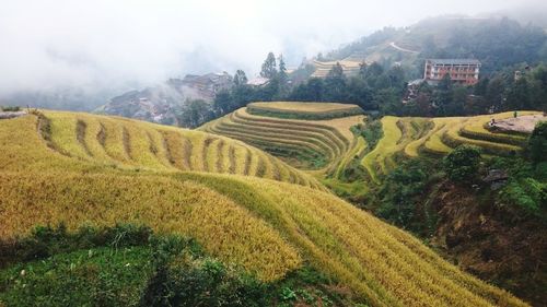 Aerial view of agricultural field