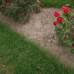 High angle view of red rose on footpath
