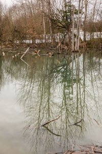 Reflection of bare trees in lake