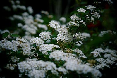 Close-up of white flowering plants