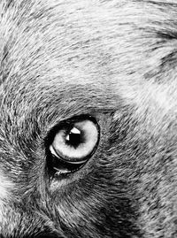Close-up portrait of horse eye