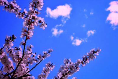 Low angle view of cherry blossom against blue sky