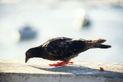 Pigeon on a fence against the sea in the background. 