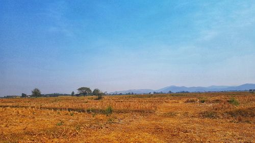 Scenic view of field against sky