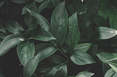 Full frame shot of fresh green leaves