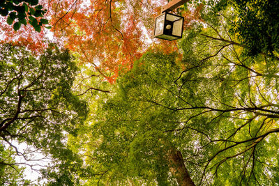 Low angle view of trees in forest during autumn