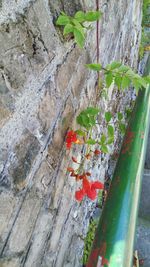 Close-up of red flowers on tree trunk