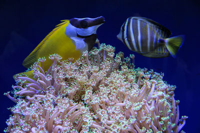 Close-up of fish swimming in sea