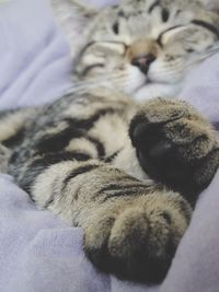 Close-up of cat sleeping on bed