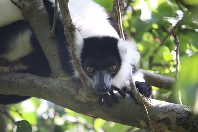 Portrait of monkey on branch