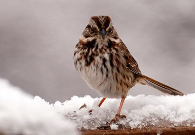 Striped sparrow in a pile of snow