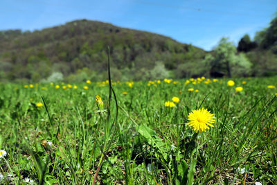 Yellow flowering plants on field against sky