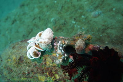 Close-up of fish swimming in sea