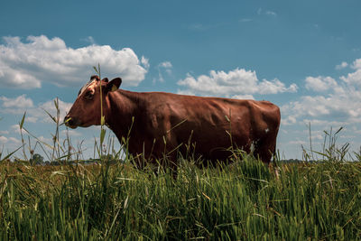 View of cow on field against sky