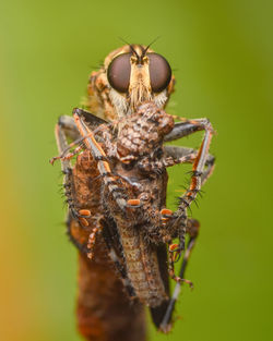 Close-up of insect