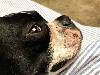 Close-up of dog looking away