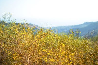 Close-up of oilseed rape field against clear sky