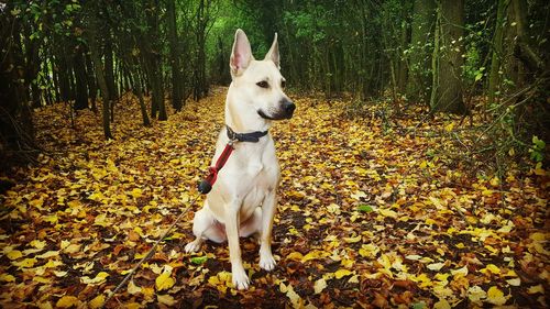 Close-up of dog in forest during autumn