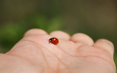 Close-up of ladybug on finger