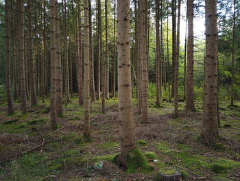 Trees growing in forest