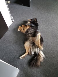 High angle view of dog sitting on floor