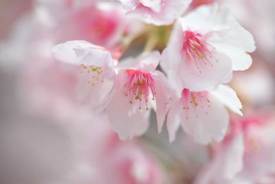 Close-up of pink flowers on branch