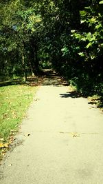 Footpath amidst trees