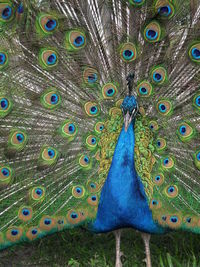 Close-up of peacock