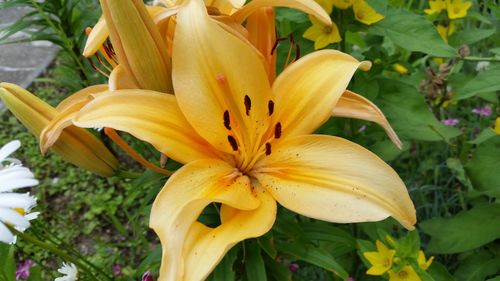 Close-up of day lily blooming outdoors