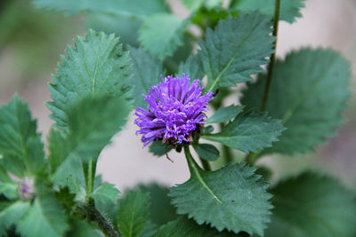 Close-up of purple flowering plant