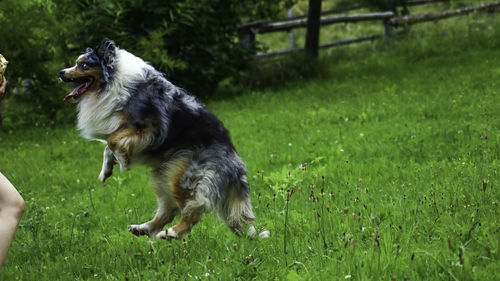 Dog running in grassy field