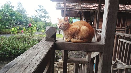Cat sitting on wooden wall