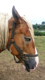 Close-up of horse on field against sky