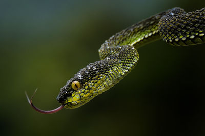 Close-up of snake