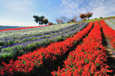 Scenic view of flowering plants on field against sky