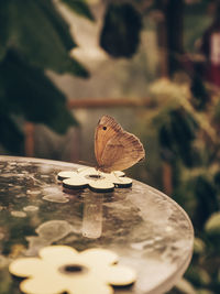 Close-up of butterfly on wood