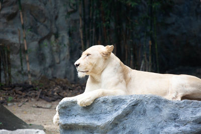 View of an animal on rock