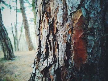 Close-up of tree trunk