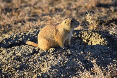 Prairie dog genus cynomys ludovicianus broomfield colorado denver boulder. united states.