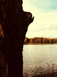 Silhouette of tree by lake against sky