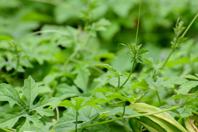 Close-up of fresh green leaves