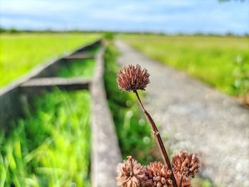 plant