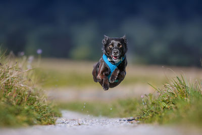 Portrait of dog running at park