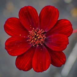 Close-up of red flower