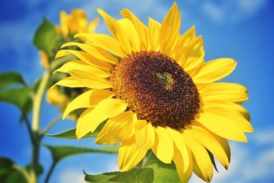 Close-up of sunflower blooming against sky