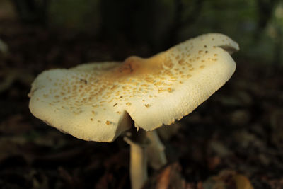 Close-up of mushroom growing on field