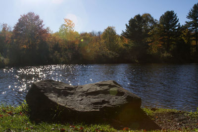 Scenic view of lake in forest