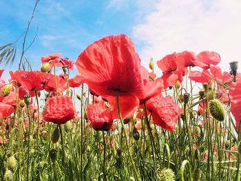 Close-up of red poppies on field against sky